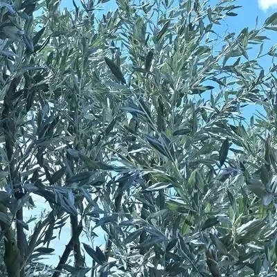Fake Olive Tree suppliers