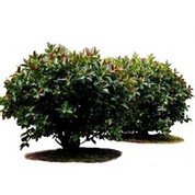 Дерево штучного гума