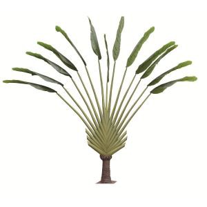 Бананове дерево штучного мандрівника